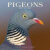 预订 Pigeons 2023 Wall Calendar