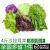 鹿凌青蔬菜沙拉组合4斤新鲜混合蔬果色拉生吃食材健身轻食套餐生菜沙拉 6种沙拉蔬菜组合4斤 10包沙拉酱