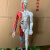60CM半肌肉解剖经络穴位模型人体针灸模型骨骼教学模型男模【京健 型骨骼教学