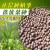 禾之润绿茶树种子特早茶种子耐寒茶叶种子 茶树籽 各种茶叶种子播种种籽 毛尖茶种子1斤