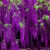 美礼紫藤树苗爬藤植物庭院围墙四季开花盆栽阳台绿植花卉藤蔓 紫藤罗 小苗