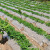 白地膜农用白膜保温保湿蔬菜大棚果园种植防草地布膜工程塑料薄膜 白色20斤(宽1.5米800米长)
