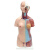 樵牧人 人体躯干解剖模型器官可拆卸医学教学心脏内脏模型玩具 45CM两性躯干（可拆23件） 1副