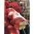 网袋装大蒜洋葱加密网眼编织袋鸡鸭包装袋南瓜土豆网兜工业品 橘红加密35x60承重约20斤 100条