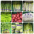 蔬菜捆扎带超市捆绑带扎菜带绿色紫蓝红色生鲜印字胶带定做 无字纯蓝色1.2*50米