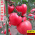 上海合作908番茄种子906西红柿903大红番茄种子高产品质好蔬菜种 合作908粉红番茄1000粒/袋