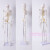 45 85 170cm人体骨骼模型骨架人体模型小白骷髅教学脊椎身 170厘米【脊椎神经+间椎盘 +韧带】