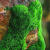 短绒苔藓微景观植物材料朵朵鲜活青苔藓水陆雨林缸造盆景蒲面草皮  秋颖 【精选】种植大灰藓1平方