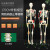 45CM 85cm人体骨骼模型 医学标准骨骼标本骷髅骨架教学模型 美术 170CM骨骼附肌肉着色及韧带