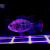 地图观赏鱼中大型黑白地图罗汉热带鱼红宝石蓝宝石活体皇冠淡水鱼 黑地图4-6厘米4条