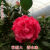 XMSJ克瑞墨大牡丹茶花带花苞巨型大红花带香味四季长青茶花树好养易活 三年苗