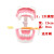 牙科标准牙模型牙齿模型牙模教学假牙幼儿园刷牙练习口腔儿童模型 【儿童刷牙沙漏】