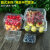 一次性水果盒 超市一次性水果包装盒透明塑料盒水果500M水果店一 500克果蔬盒-100个