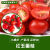 菜友红玉樱桃番茄红圣女番茄水果番茄小番茄种子大棚露天蔬菜种子 红玉番茄种子1袋
