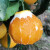 伦晚脐橙 湖北新鲜橙子 水果礼盒 5斤特大果75-85mm