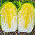 神禾鸡蛋黄大白菜种子黄心白菜籽冬储夏季种植 金黄白白菜种子 10g/春秋用