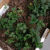 野生新鲜蛇莓苗三月泡苗易爆盆特色绿植室内庭院阳台美化南方种植 蛇莓苗14棵 带土保湿(不含盆)