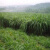 昂景黑麦草种子四季牧草多年生黑麦草种子南北方通用牧草种子 无芒雀麦种子500g