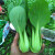 青梗菜种子小油菜蔬菜南方适合夏天种的青菜上海青种籽孑 20g1袋