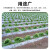 星爸地膜农用白膜保温保湿蔬菜大棚种植防草地膜耐拉扯塑料薄膜1.2m宽800m10.5斤