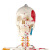 沪教人体骨骼模型附韧带写色起止点 骨架医学模型 带肌肉起止点 半身写色半身韧带 176cm 