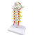 樵牧人 颈椎模型 带颈动脉后枕骨椎间盘与神经教学模型人体腰椎骨骼架关节