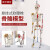 85CM人体骨骼模型 170CM骨架人体模型成人小骷髅教学模型脊椎身 85C悬挂式骨骼神经着色及韧带