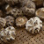 SOXW房县小花菇冬菇椴木蘑菇土特产干香菇菌菇类蘑菇冬菇香菇 2.3cm小花菇 1000g