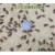 鹃巴PETITE SIRENE蛐蛐白蟋蟀活体饲料活物活虫爬宠鱼鸟活食针头蟋蟀 1厘米左右 100只+饲料镊子