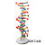 定制适用DNA双螺旋结构模型大号高中分子结构模型60cmJ33306脱氧核苷酸链 DNA双螺旋结构模型(60cm高)