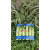 适用于捆莴笋专用胶带 )粘性好 扎的牢 蔬菜捆扎胶带 3.6宽长200米 6卷蓝色