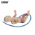 安赛瑞 新生儿脐带护理模型 婴儿模型 新生儿脐带结扎护理操作训练模型 女婴模型 601542
