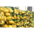 京采优选 浮子浮球泡沫 13X18公分黄色（单位：个）