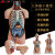 安达通 人体躯干解剖模型 器官可拆卸医学教学心脏内脏模型 85CM男性躯干（可拆19件）