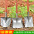 探福（TANFU）(桔色加厚煤铲+1.2米槐木柄)全钢钢锹木柄锹农用铁锹锰钢铁铲工具机床备件P1178