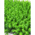 绿植墙仿真植物草坪墙面装饰阳台室内背景花墙塑料人造假草皮门头 虎皮草