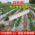 白地膜农用白膜保温保湿蔬菜大棚果园种植防草地布膜工程塑料薄膜 白色5斤(宽60厘米680米长)
