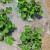 白地膜农用白膜保温保湿蔬菜大棚果园种植防草地布膜工程塑料薄膜 白色10.5斤(宽2米430米长)对