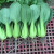青梗菜种子小油菜蔬菜南方适合夏天种的青菜上海青种籽孑 20g1袋