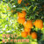 格沃斯（GEWOSI）广西桂林夏橙当季现摘新鲜橙子应季水果榨汁 山水桂林 品质夏橙 1斤小果-净重