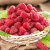 美嫁果新鲜树莓水果 覆盆子树莓 黑红混搭味甜孕妇水果 8盒装*125g/盒红色