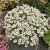欧芽 满天星盆栽多季花卉植物室内花阳台客厅桌面绿植玛格丽特 玛格丽特 蓝玛 含盆