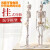 山顶松 人体骨骼模型 骨架人体模型 成人小骷髅教学模型脊椎全身 45CM骨骼无椎间盘神经 1副 