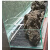 鱼缸造景垫板网格板底滤板底板顶盖板分隔离板防跳网原生溪流水陆 网格板 白色10片
