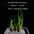 室内盆景植物菖蒲 四季常青水培植物雨林缸水陆缸绿植DIY创意盆栽 短龙根8根