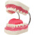 沪教（HUJIAO）恒牙牙齿模型 口腔医学教学模型牙科解剖备牙 牙医学护理 牙保健模型附牙刷