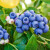 教蔬鲜生【顺丰】怡颗莓蓝莓 当季限量版超大果云南蓝莓整箱 2盒 大果 18-20mm