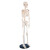 金固牢 人体骨骼模型 全身骨架展示教学模型 KZS-111 85cm 