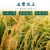 十月稻田 寒地之最 当季新米五常稻花香2号米黄金产地东北大米 5kg10斤 5KG（10斤装）