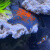 海星活宠物活体海水鱼缸迷你海洋生物观赏动物活的翻砂小海星水族 一只海星8厘米左右
